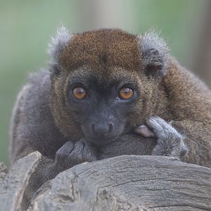 Greater Bamboo Lemur, CWP, UK