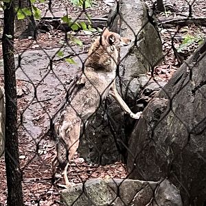 Red Wolf hiding from Keeper