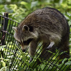 Eastern Raccoon (Procyon lotor lotor) climbing a fence