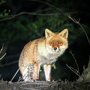 Hondo Red Fox  ~ Karuizawa