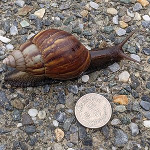 African Giant Snail (Lissachatina fulica)