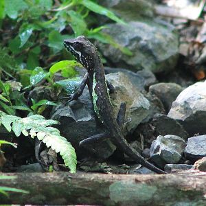 Taiwan Japalure (Diploderma swinhonis)