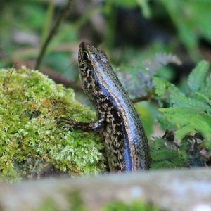Indian Forest Skink (Sphenomorphus indicus)