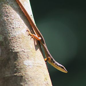 Kuhne's Grass Lizard (Takydromus kuehnei)