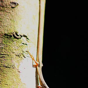 Kuhne's Grass Lizard (Takydromus kuehnei)