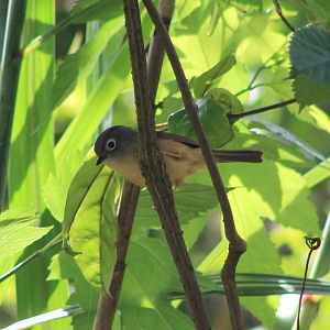 Morrison's Fulvetta (Alcippe morrisonia)