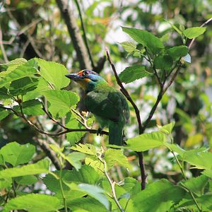 Taiwan Barbet (Psilopogon nuchalis)