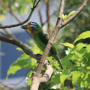 Taiwan Barbet (Psilopogon nuchalis)