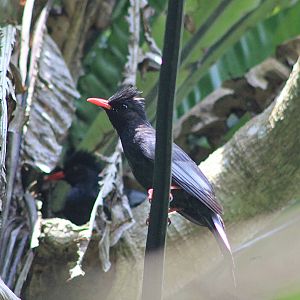 Black Bulbul (Hypsipetes leucocephalus)