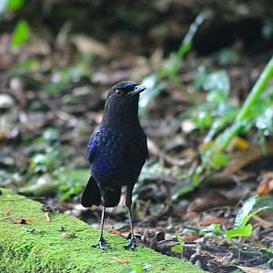 Taiwan Whistling Thrush (Myophonus insularis)