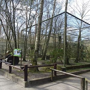 Aviary for bald eagle