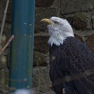 Bald eagle  (Haliaeetus leucocephalus)