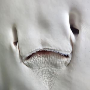 Dallas Children's Aquarium - sad marshmallow alien...