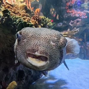 Dallas Children's Aquarium - pufferfish