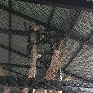 Gray-shanked & Black-shanked douc : Sriayuthaya Lion Park