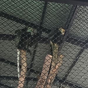 Black-shanked & Gray-shanked douc : Sriayuthaya Lion Park