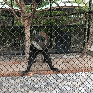 L'Hoest's monkey : Sriayuthaya Lion Park