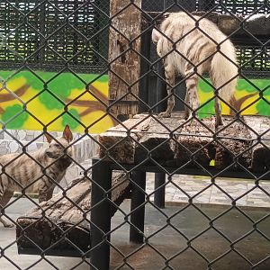 Striped hyena : Sriayuthaya Lion Park