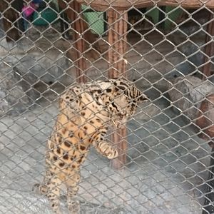 Sunda clouded leopard : Sriayuthaya Lion Park