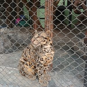 Sunda clouded leopard : Sriayuthaya Lion Park