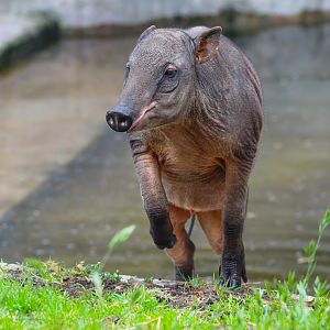 Babirusa youngster- 12th May 2025