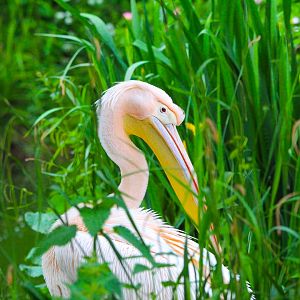 Pelican- 12th May 2025