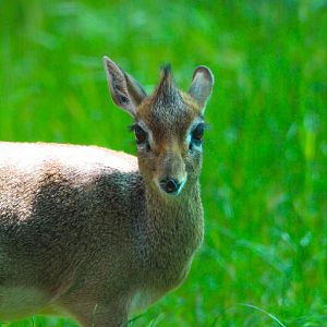 Kirk's Dik Dik- 12th May 2025
