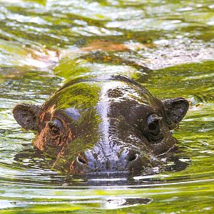 Amara in her pool- 12th May 2025