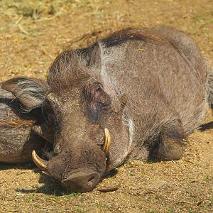 Sleeping Common Warthog- 12th May 2025