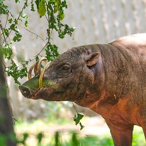 Ubi the male Babirusa- 12th May 2025