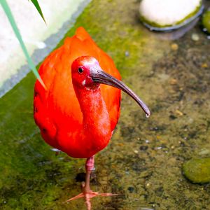 Scarlet Ibis- 12th May 2025