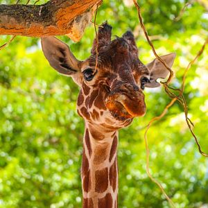 Reticulated Giraffe- 12th May 2025