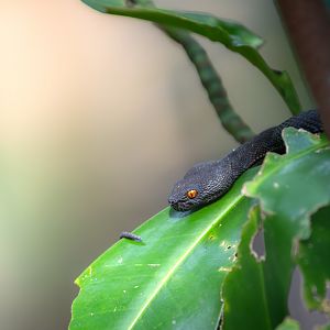 Mangrove Pit Viper ~ Pasir Ris Park