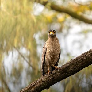 Crested Serpent Eagle ~ Singapore Botanic Gardens
