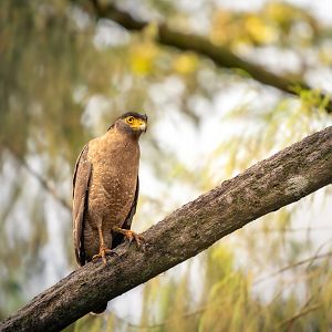 Crested Serpent Eagle ~ Singapore Botanic Gardens