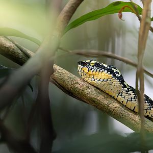 Wagler's Pit Viper ~ Old Upper Thomson Road