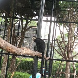 Laotian langur :  Sriayuthaya Lion Park