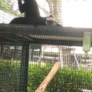 Laotian langur : Sriayuthaya Lion Park
