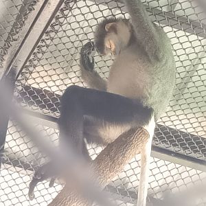 Sleeping Black-shanked douc : Sriayuthaya Lion Park