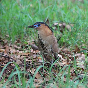 Malayan Night Heron (Gorsarchius melanolophus)