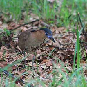 Malayan Night Heron (Gorsarchius melanolophus)