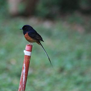 White-rumped Shama (Copsychus malabaricus)