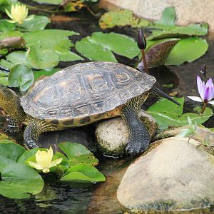 Chinese Stripe-necked Turtle (Mauremys sinensis)