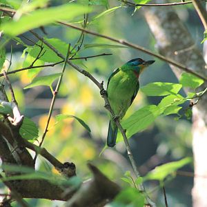 Taiwan Barbet (Psilopogon nuchalis)