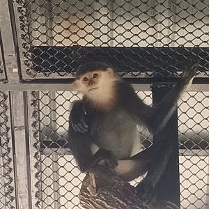 Gray-shanked douc : Sriayuthaya Lion Park