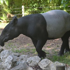 Malayan tapir