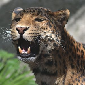 North-Chinese leopard