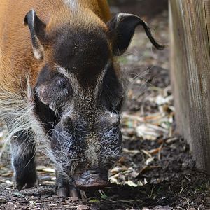 Red river hog