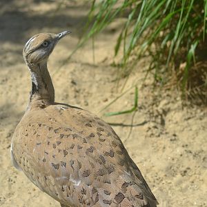 Asian houbara