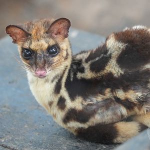 Linsang (Prionodon sp.)